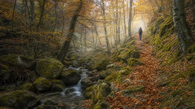 Sentiero nel bosco d'autunno tra faggi e castagni: parco delle Serre escursioni in Calabria