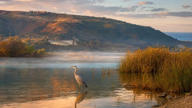 Airone cenerino nell'acqua bassa del lago Angitola all'alba: scena tipica del lago Angitola birdwatching in autunno